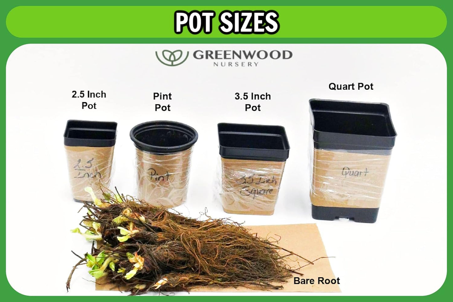 Greenwood Nursery: Live Perennial Plants - Ostrich Fern + Matteuccia Struthiopteris - [Qty: 5X Pint Pots] - (Click for Other Available Plants/Quantities)