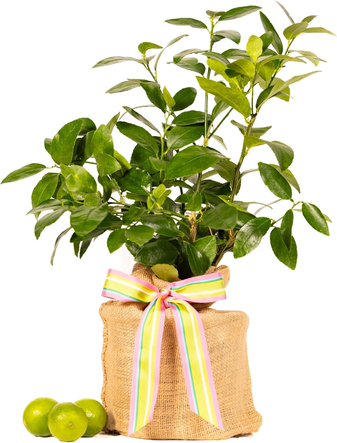 Birthday Persian Lime Tree Gift, Dwarf Citrus Tree, Easy to Grow, Indoor/Outdoor, Unique Birthday Gift for Home Gardeners, by The Magnolia Company, Can't Ship to CA, AL, AZ, LA, TX