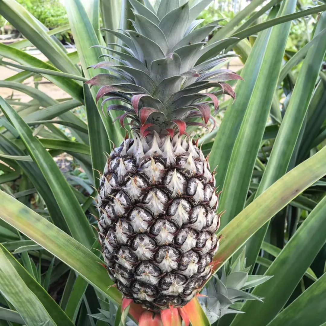 Pineapple Plant Live, White Jade Pineapple Tree Shrub Bush, Starter Plant 4-7 Inches Tall, Outdoor Growing, No Pot, Sweet Flavor