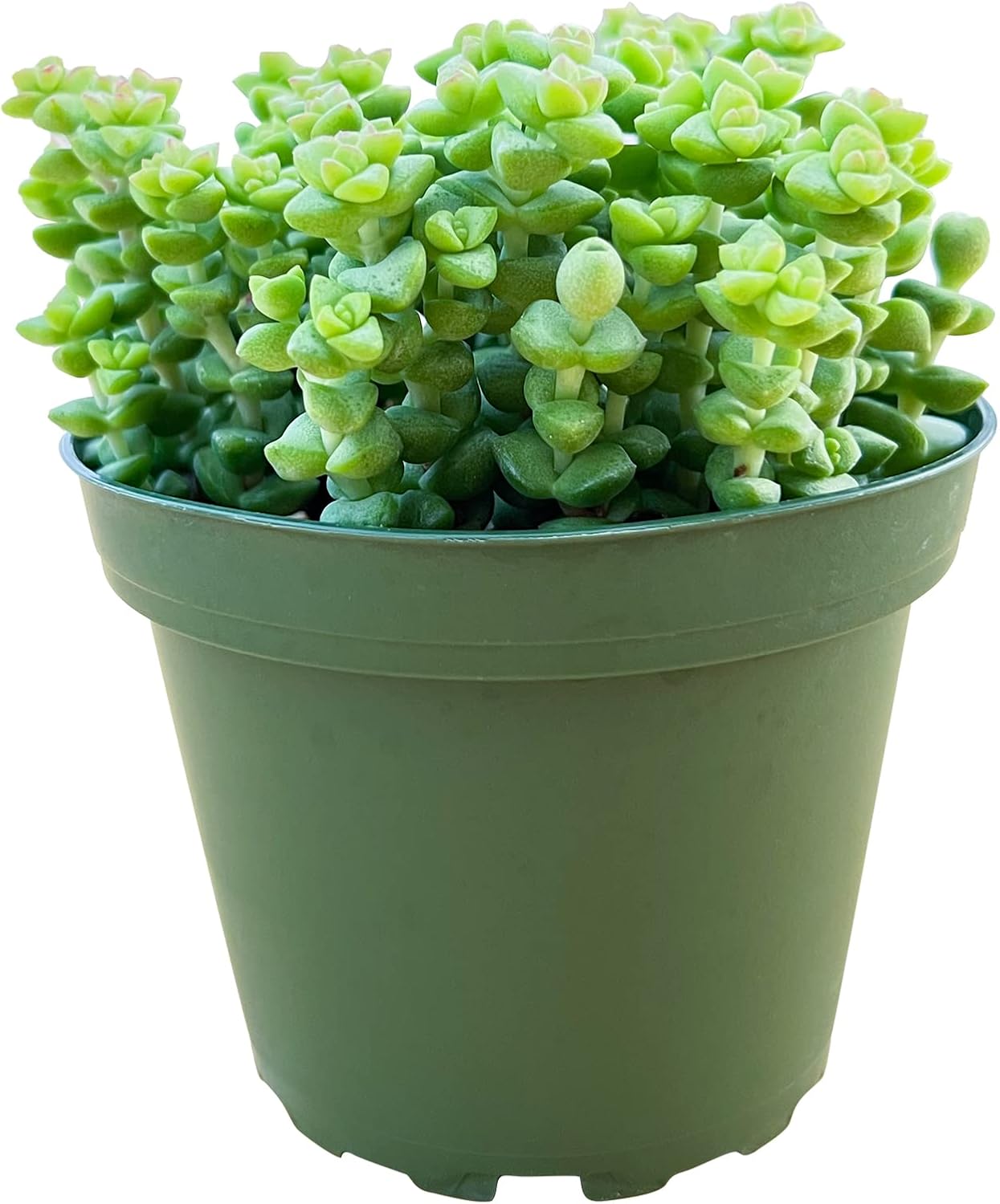 Sprout N Green Crassula 'Tom Thumb', Live Succulent Fully Rooted in 4" Pot, Rare House Plant for Home Indoor Holiday Wedding Garden Decor, DIY Projects, Party Favor
