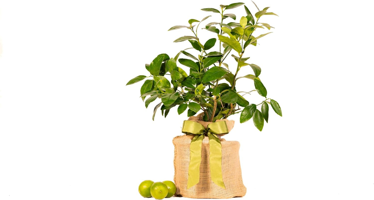 Sympathy Persian Lime Gift Tree, Easy to Grow, Indoor/Outdoor, Live Plant, Lasting Sympathy Gift, by The Magnolia Company, Can't Ship to CA, AL, AZ, LA, TX