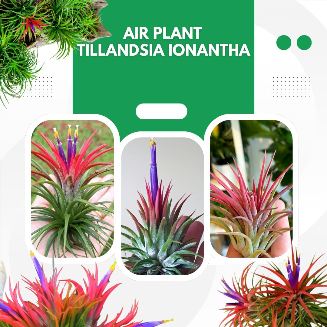 12 Air Plants, Tillandsia Air Plants Live Houseplants for Garden, Red Lonantha Tillandsia Plant