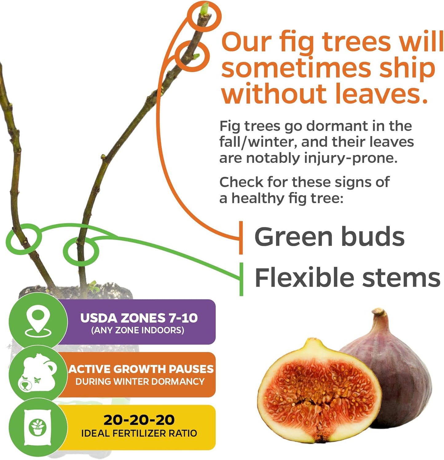 Brown Turkey Fig - Ficus carica by Wellspring Gardens - Sweet Bronze Fruit - Mediterranean Garden - Resilient Fruit Tree - Self-Pollinating Fig Tree - Ornamental Fruit Tree