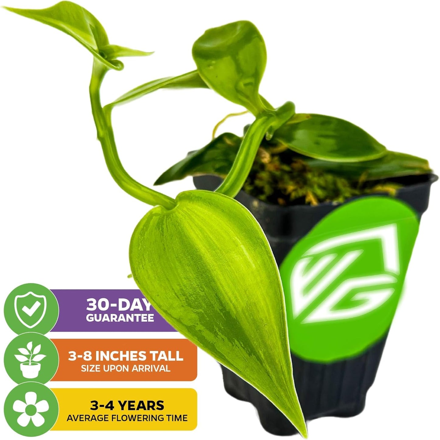 Variegated Vanilla Bean Orchid Live Plant - Vanilla planifolia variegata - Wellspring Gardens Starter Plant -Exotic Tropical Plant - Great for Indoor Houseplants, Outdoor Landscaping & Garden Planting