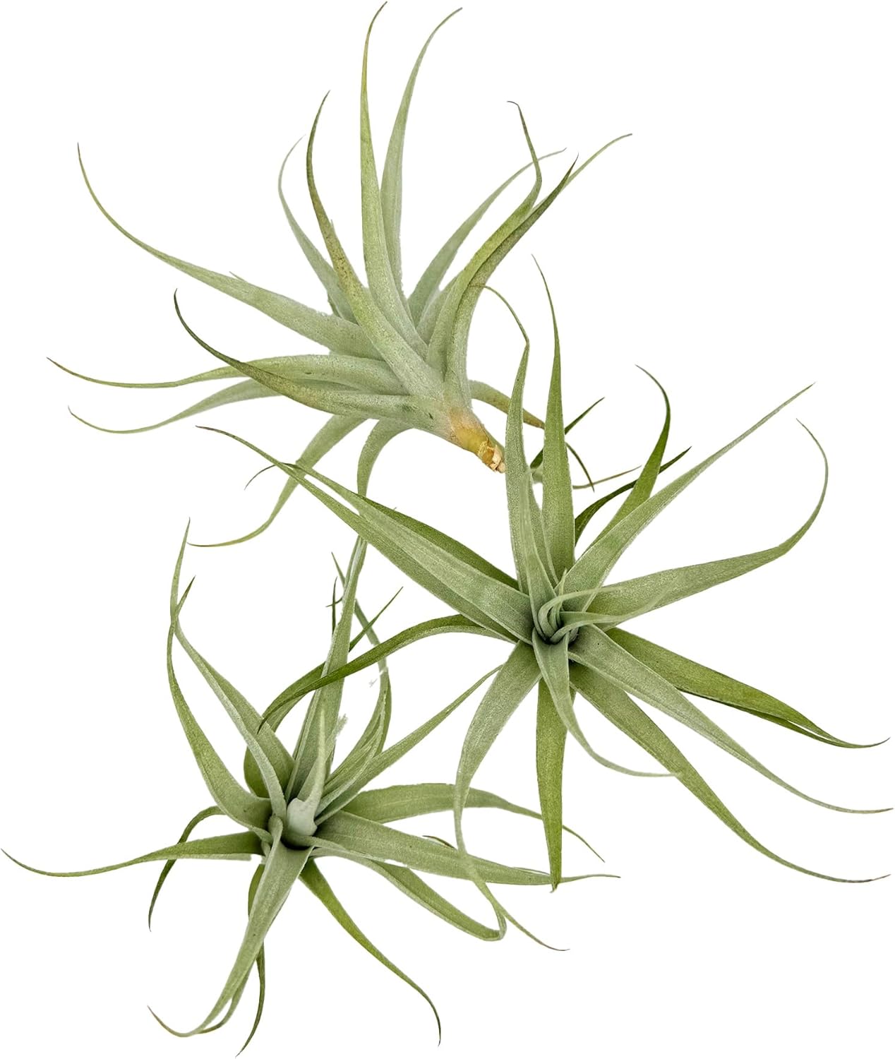 Live Air Plants - Tillandsia Albida 3-5" - 3ct – ragnaroc Live Indoor Plant - Live Arrival Guaranteed - House Plants for Home Decor & Gift