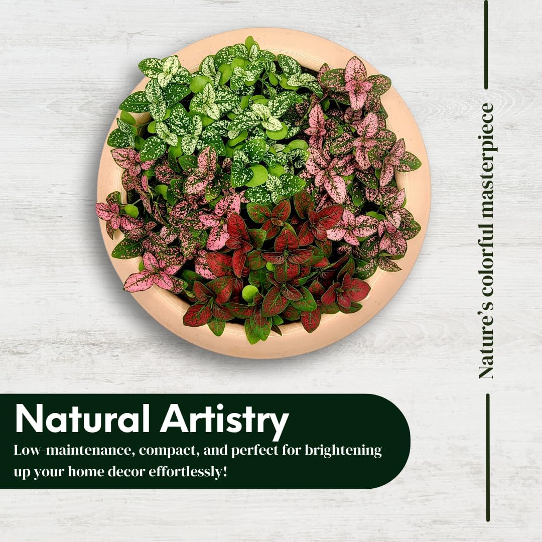 Polka Dot Plant Collection (4-Pack) - House Plants Indoors Live, Air Purifying Live Indoor House Plants, (Red, White, Rose, and Pink) Indoor Plants Live houseplants.