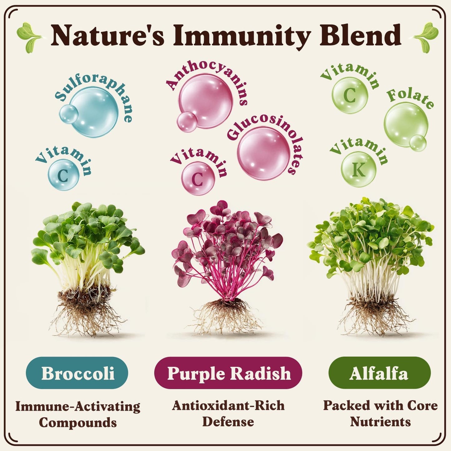 Seedboy Organic Sprouting Seeds - Immune System Booster Blend - Non-GMO, USA Grown - Broccoli, Purple Radish, Alfalfa - Makes 8 Quarts of Sprouts, 24 Servings (8 oz) (Immune System Booster Blend)