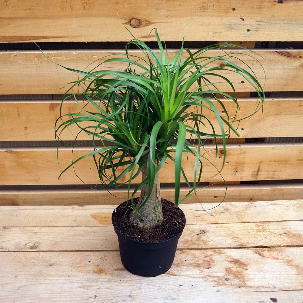 Ponytail Palm - 3 Live Plants in 6 Inch Growers Pots - Beaucarnea Recurvata - Beautiful Clean Air Indoor Succulent Houseplant