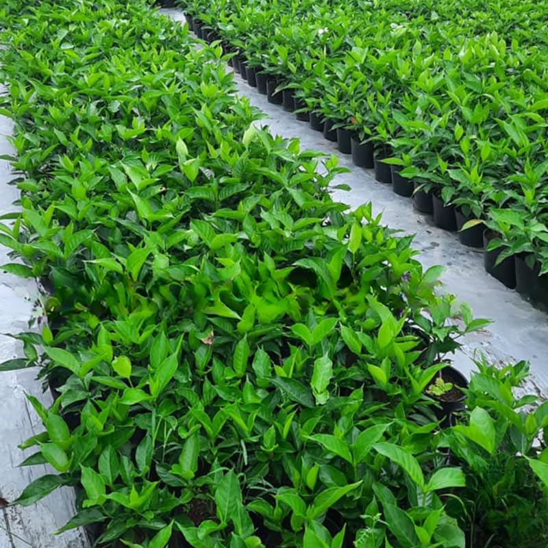 2 Belle of India Jasmine Plants Live, Climbing Jasmine Indoor Outdoor Live, Fragrant, 5-9" in Tall, No Pot, Hardy and Fast-Growing