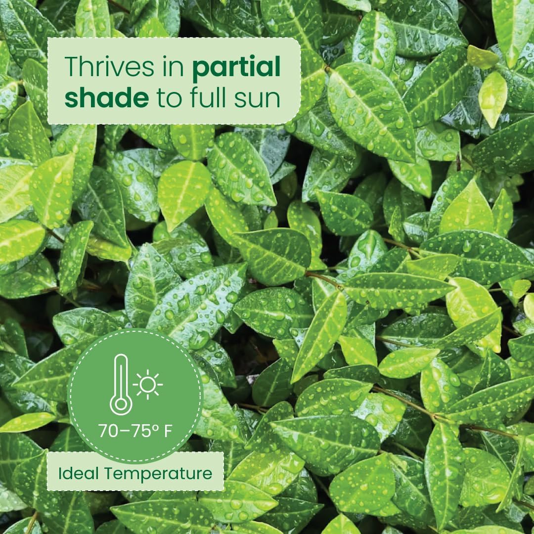 American Plant Exchange Asiatic Jasmine Minima – 6-Inch with Pot – Live Evergreen Groundcover Plant, Low Maintenance Greenery for Home, Garden Beds, or Landscape Borders