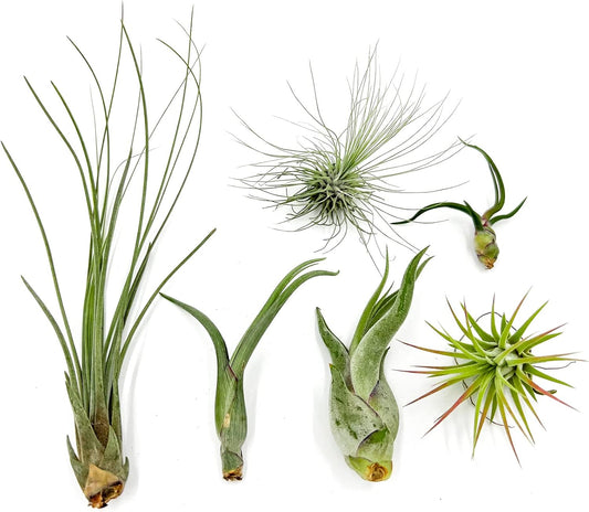 Air Plants - Tillandsia Variety Pack, Regular 1-3" - 6ct - Live Arrival Guaranteed - House Plants for Home Decor & Gift