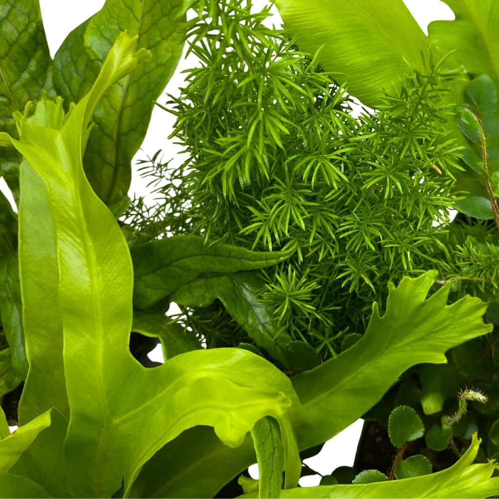 BubbleBlooms Fern Assortment Set, 6 Different Ferns in 4 inch pots, Grower's Choice May Include Staghorn, Asparagus, Club Moss, Heart-Fern, Rabbit's Foot