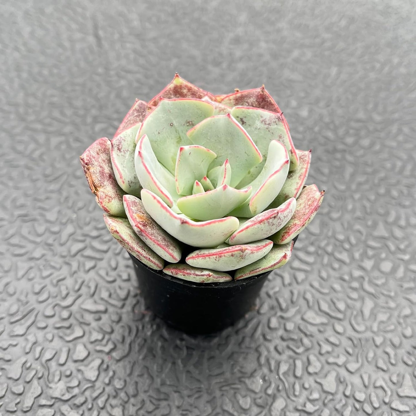 Live Succulent Echeveria 'Strictiflora VAR. Novas', Approx 2-inch Large, Potted Succulents, Fully Rooted, Easy Care House Plants
