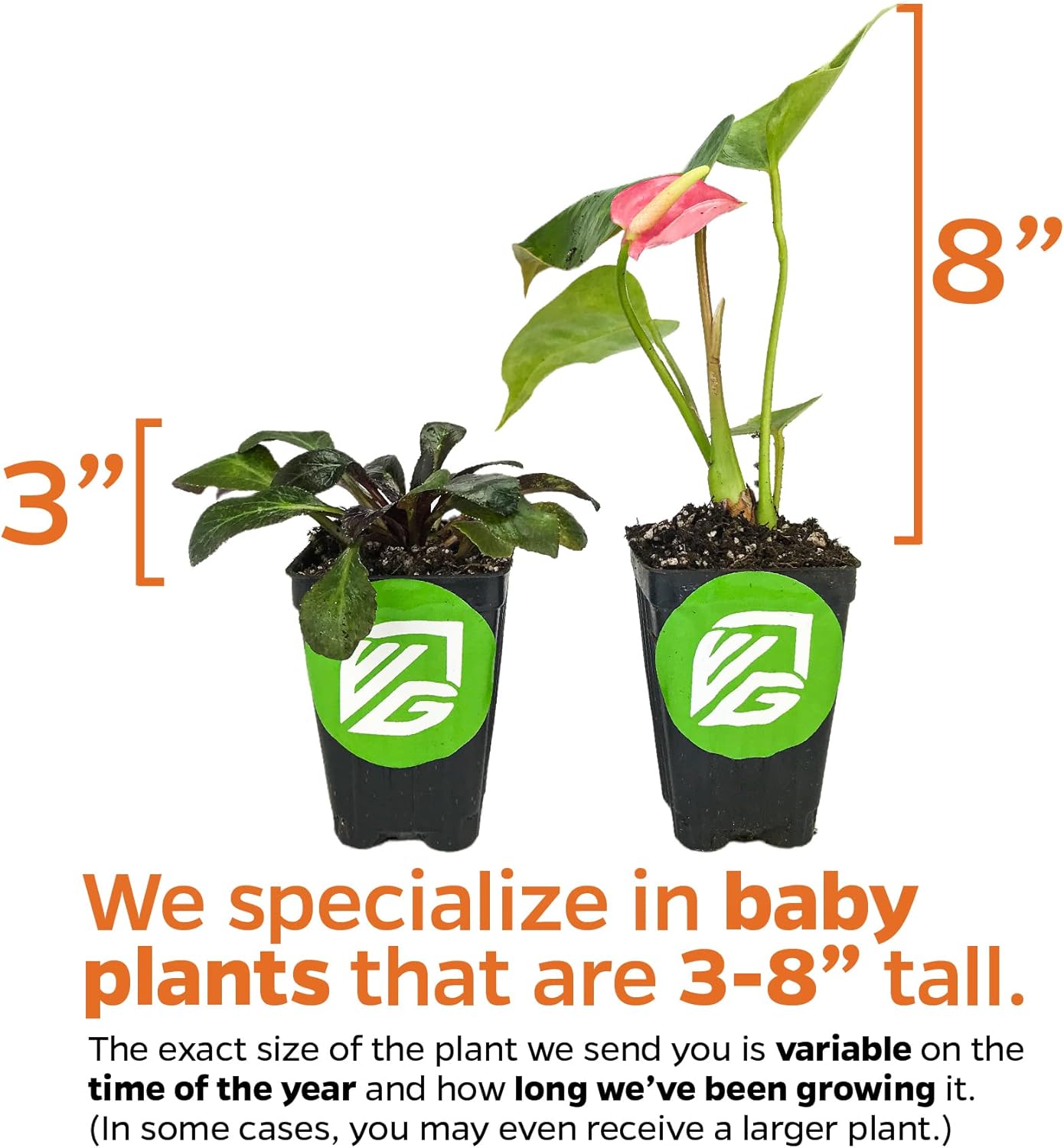 Malaysian Orchid Live Flowering Plant - Medinilla myriantha by Wellspring Gardens - Thriving Medinilla Starter Plant for Indoor or Outdoor Gardens - Vibrant Blooms, Ideal for Enthusiastic Gardeners