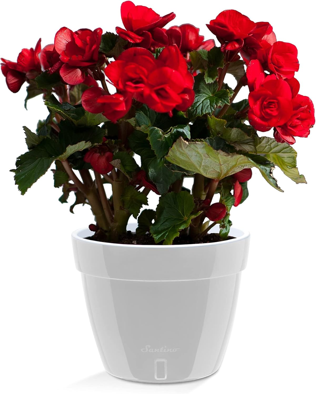 Santino ASTI 7.1 Inch Self Watering Planter Grey/White for Indoor Plants - Premium Quality Modern Plastic Planter Pot w/Water Level Indicator for All House Herbs, Plants, African Violets and Dahlias