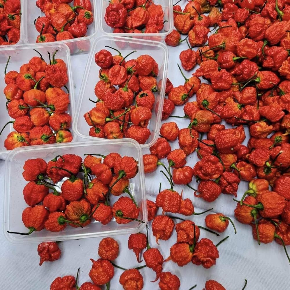 Pack 4 Pepper Plants Live, 80 Days Old Live Pepper Green for Growing, Chili Peppers for Planting, 5 to 9 Inc Tall (Carolina Reaper)