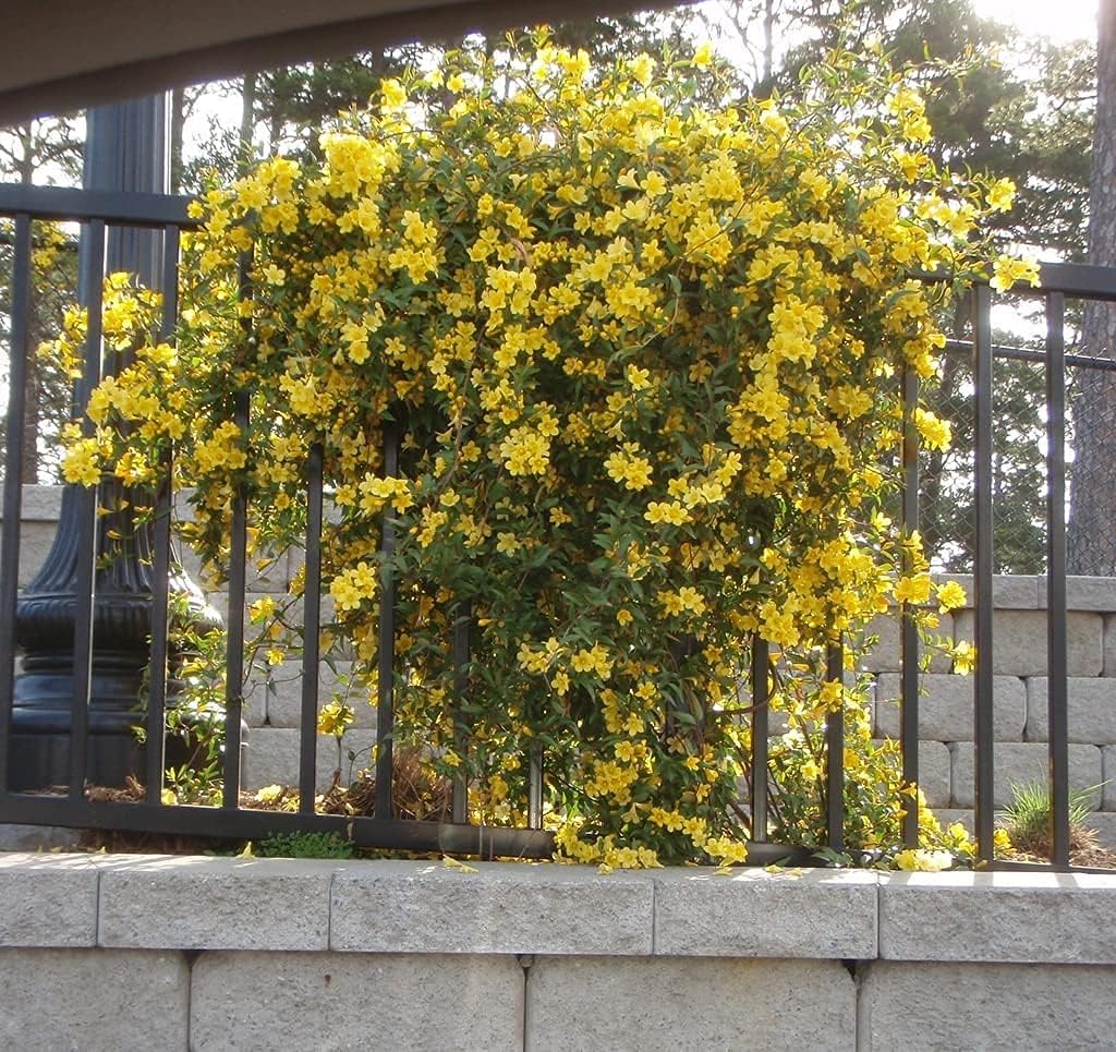 Carolina Jasmine | 2 Large Gallon Size Plant | Gelsemium Sempervirens | Fragrant Yellow Blooms, Evergreen Vine, Low Maintenance, Fast Growing, Climbing, Attracts Pollinators, Garden Trellis