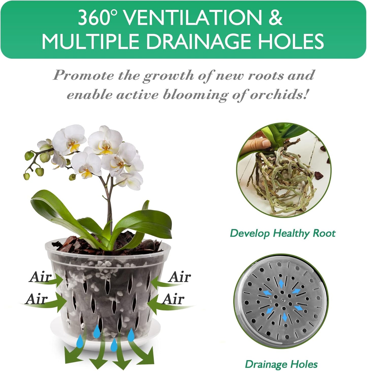 Orchid Plants- 2 Each of 4, 5, 6 and 7 inch- 8 Sets with Saucers, Orchid Pots with Holes and Clear Plastic Orchid Pots for Repotting