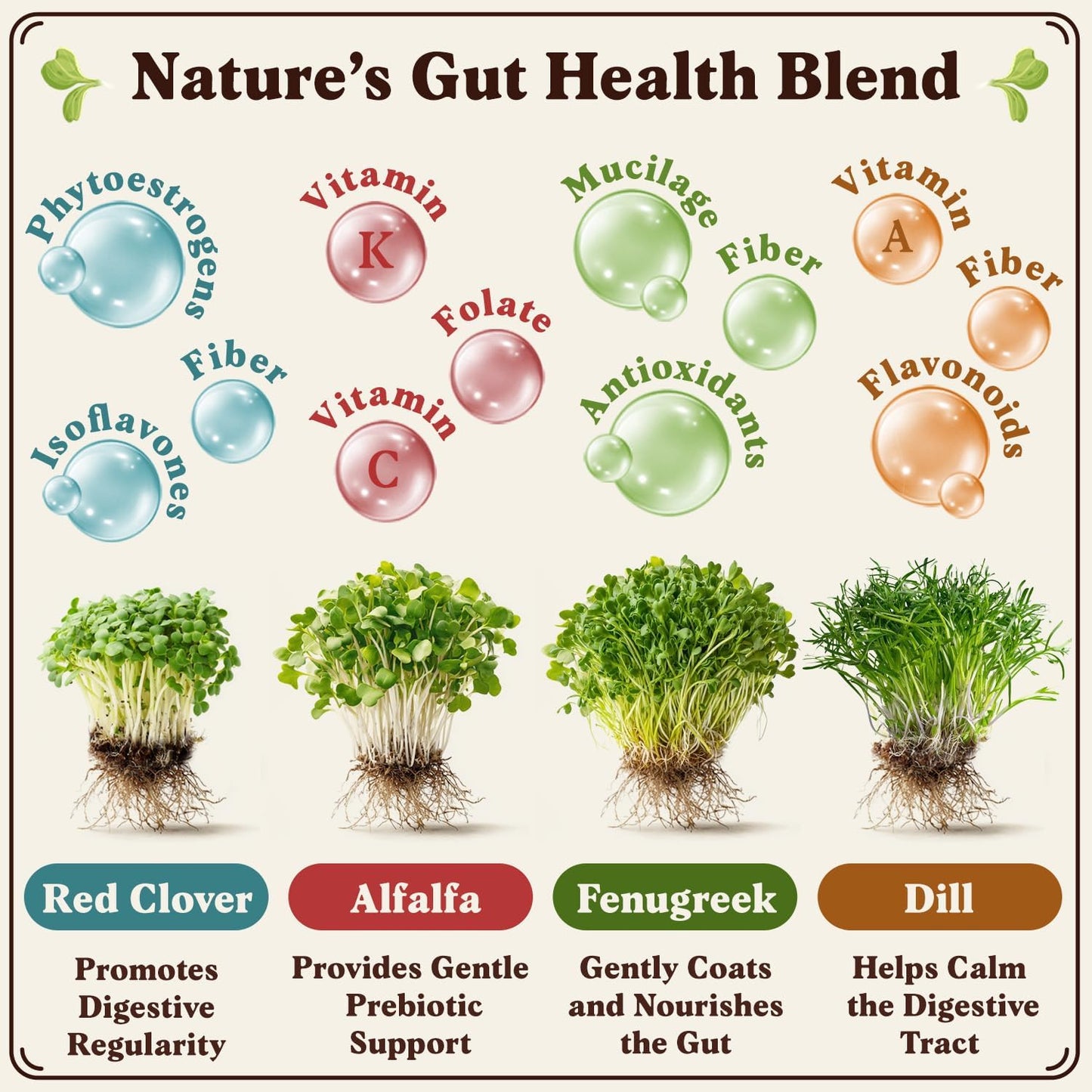 Seedboy Organic Sprouting Seeds - Gut Health Blend - Non-GMO, USA Grown Microgreens Mix - Clover, Alfalfa, Fenugreek, Dill - Makes 8 Quarts of Sprouts, 24 Servings (8 oz) (Gut Health Blend)