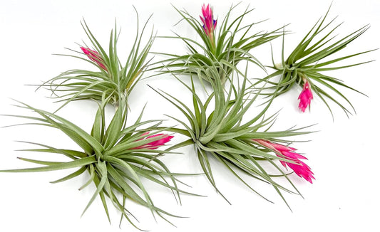 Air Plants - Flowering Tillandsia Stricta Large 5" - 5ct - Live Arrival Guaranteed - House Plants for Home Decor & Gift
