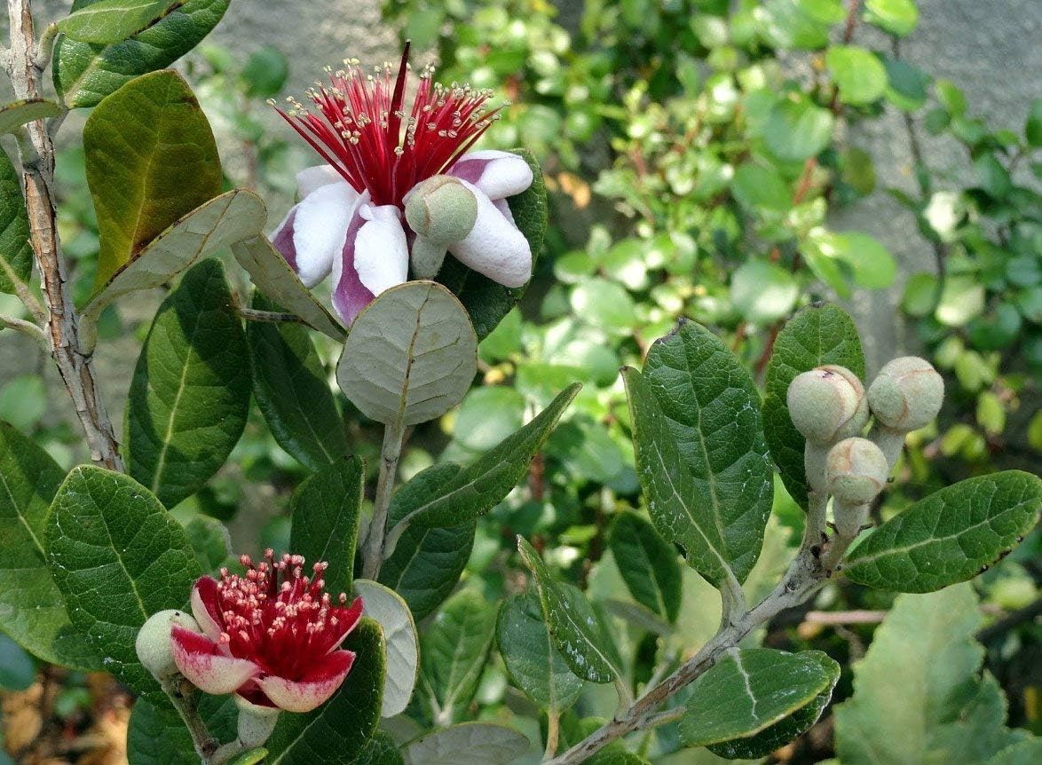Pineapple Guava Plant - 1 Live 4 Inch Plants - Feijoa Sellowiana - Edible Flowers and Fruit