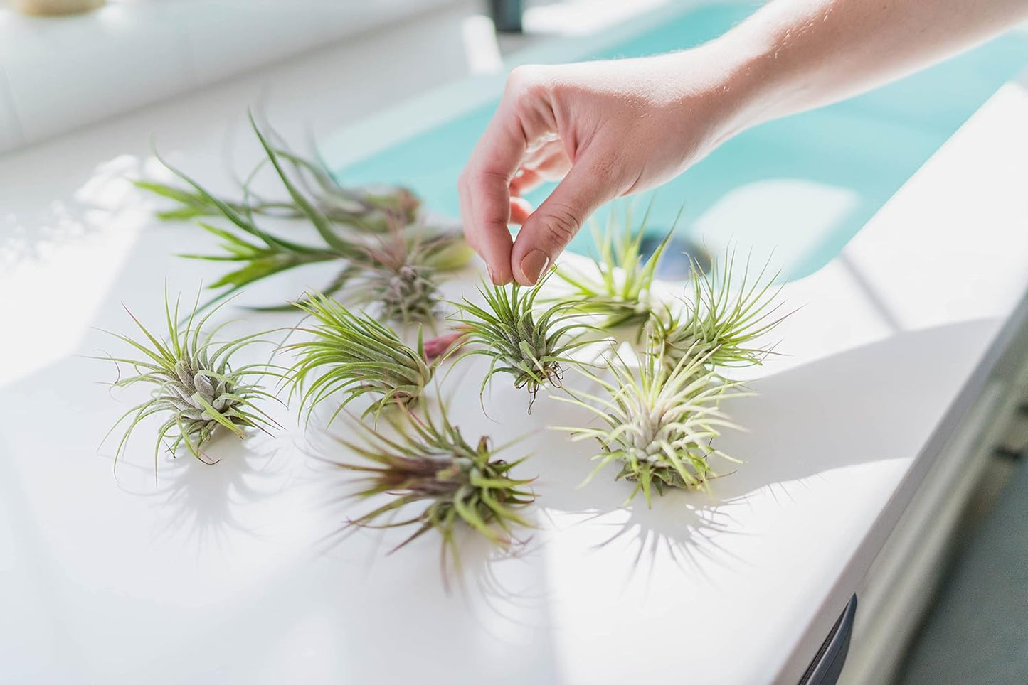 12 Pack Air Plants Ionantha Mexican-Colors and Shape Varies Due to Seasonality-Live Tillandsia Succulent for House Air Plants Holder-Available in Wholesale and Bulk-Easy Care Indoor and Outdoor Plants