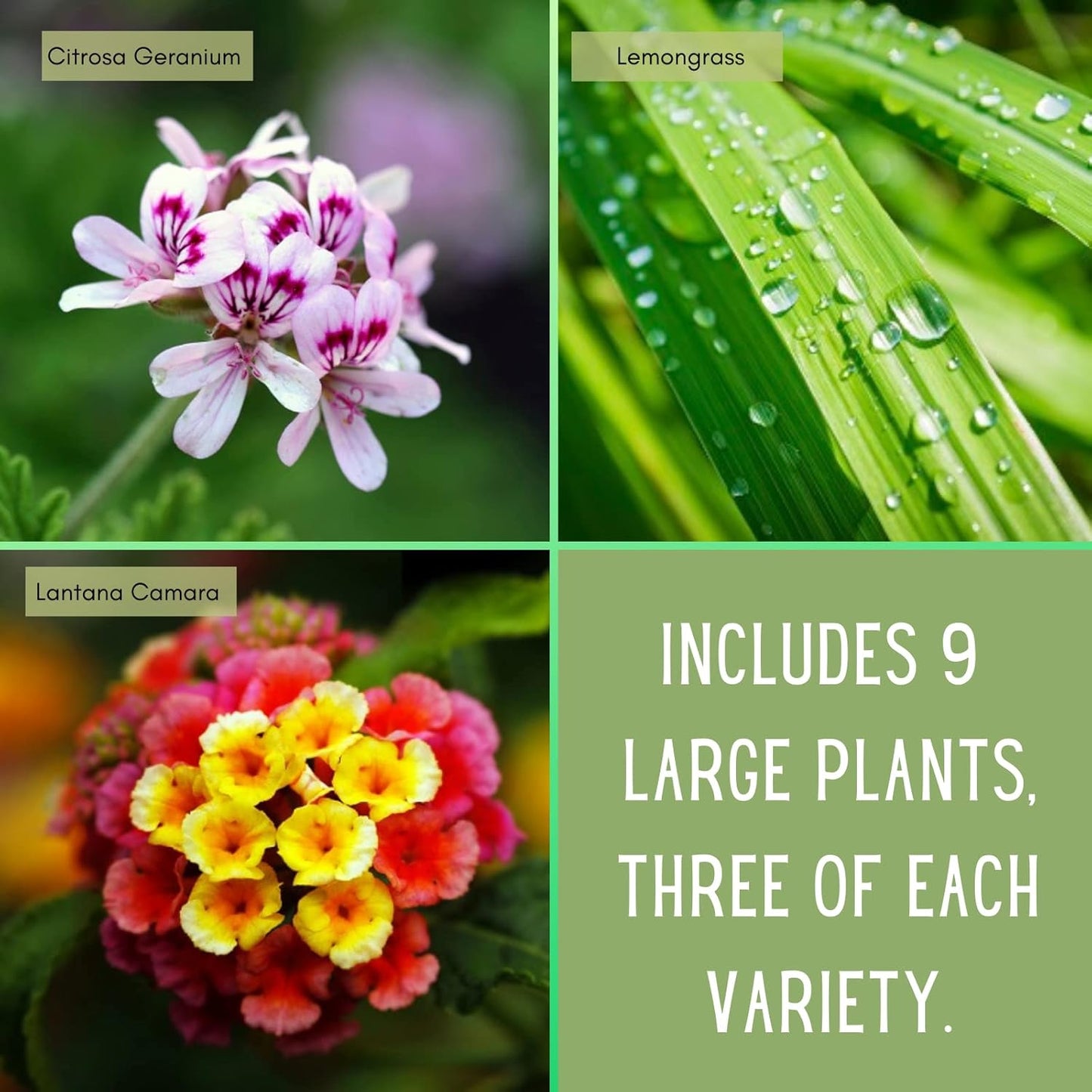 Clovers Garden Mosquito Trio Nine (9) Mosquito Repellent Live Plants – Non-GMO - Each 4" to 8" Tall – in 4" Inch Pots - Includes Citronella Geranium, Lemongrass, Lantana Plants (3 of Each)