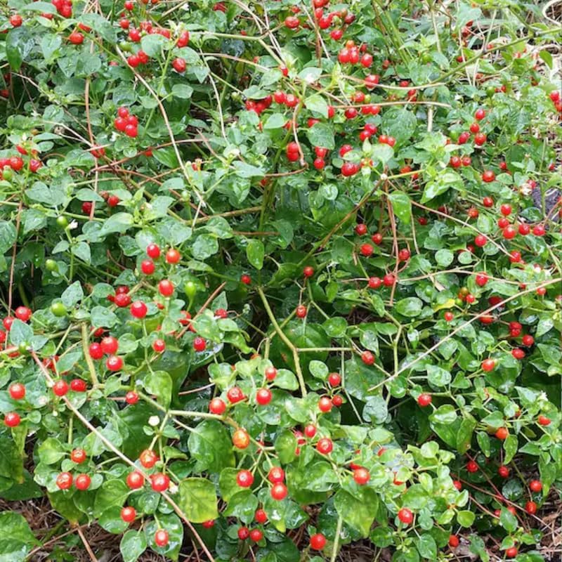 Chiltepin Pepper Live Plants, Set 2 Hot Chile Chiltepin Pepper Plants Live, Tepin Chili Pepper Plants, 7-9 Inc Tall for Planting, 120 Days Old