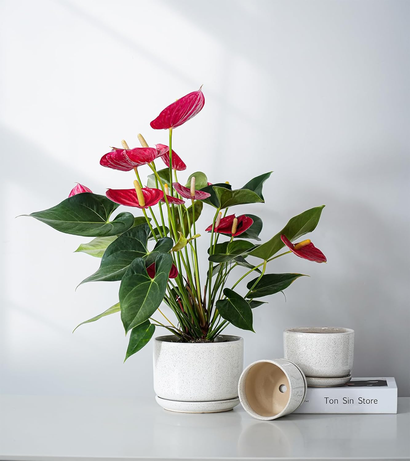 Ton Sin Plant Pots, 4.1+5.1+6.5 inch, Set of 3, Ceramic Planters with Drainage Hole and Saucer, Indoor Flower Pot with Hole Mesh Pad, Gifts for Mom(Reactive Glaze White)