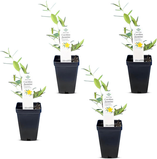 Carolina Jasmine Plant, Live Evergreen Vine, Fragrant Yellow Blooms, Fast Growing Climber for Trellis, Fences, or Arbors - Gelsemium sempervirens - 4 Cups