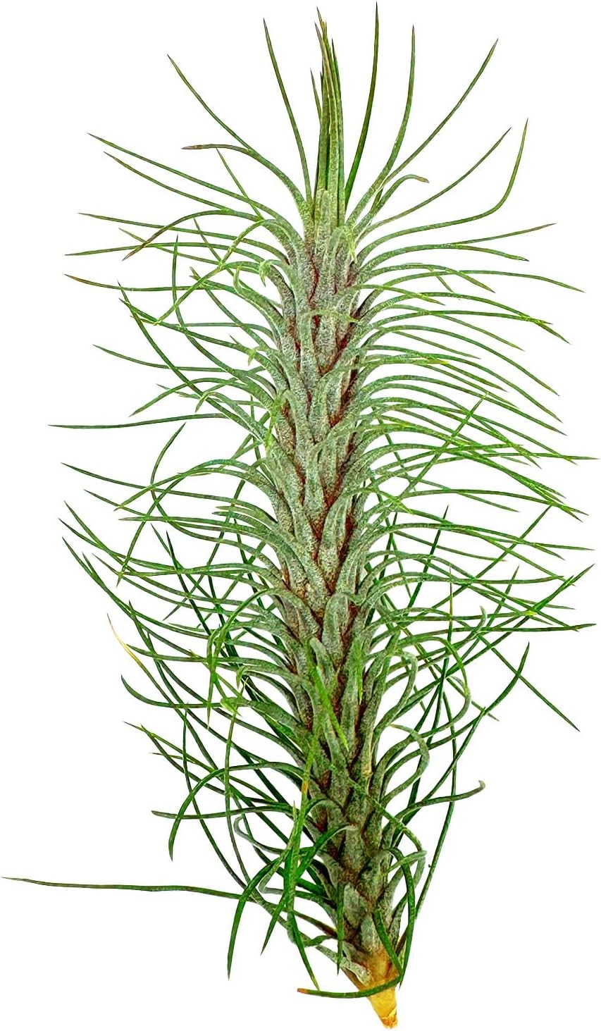Air Plants - Colombian Tillandsia Funckiana, Large 5" - 5ct - Live Arrival Guaranteed - House Plants for Home Decor & Gift