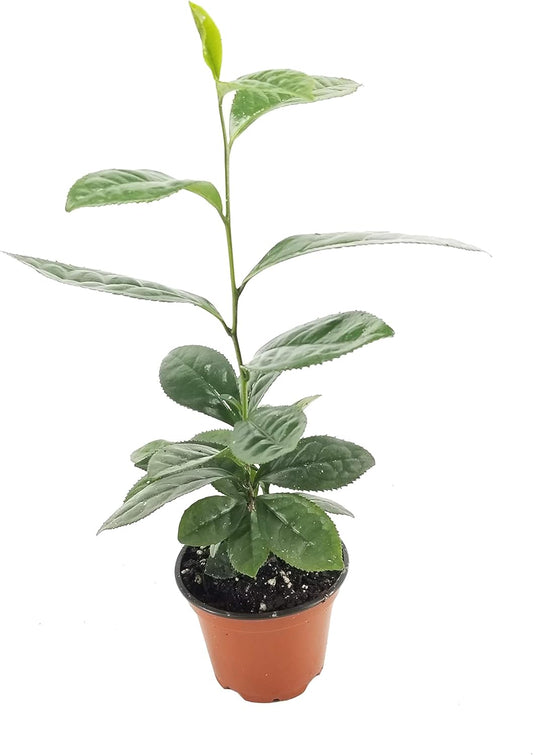 Camellia Sinensis - 4 Inch Container - Beautiful Live Tea Plant Black White Green and Oolong