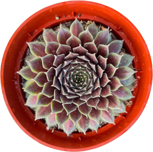 Live Succulents Sempervivum 'Stansfieldii' (4-inch), Succulent Plants Fully Rooted in Pots with Soil, Easy-Care House Plant for DIY, Home Office Decor, Wedding Party Favor