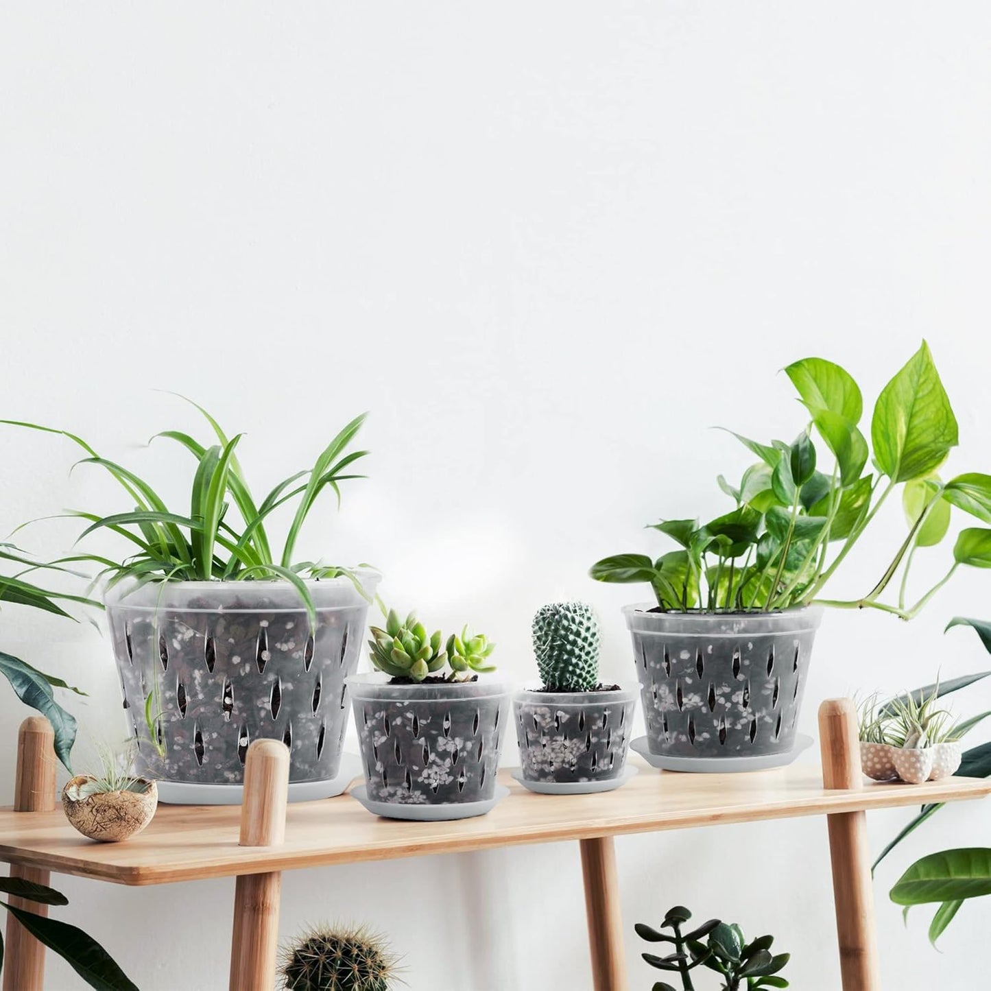 Orchid Plants- 2 Each of 4, 5, 6 and 7 inch- 8 Sets with Saucers, Orchid Pots with Holes and Clear Plastic Orchid Pots for Repotting