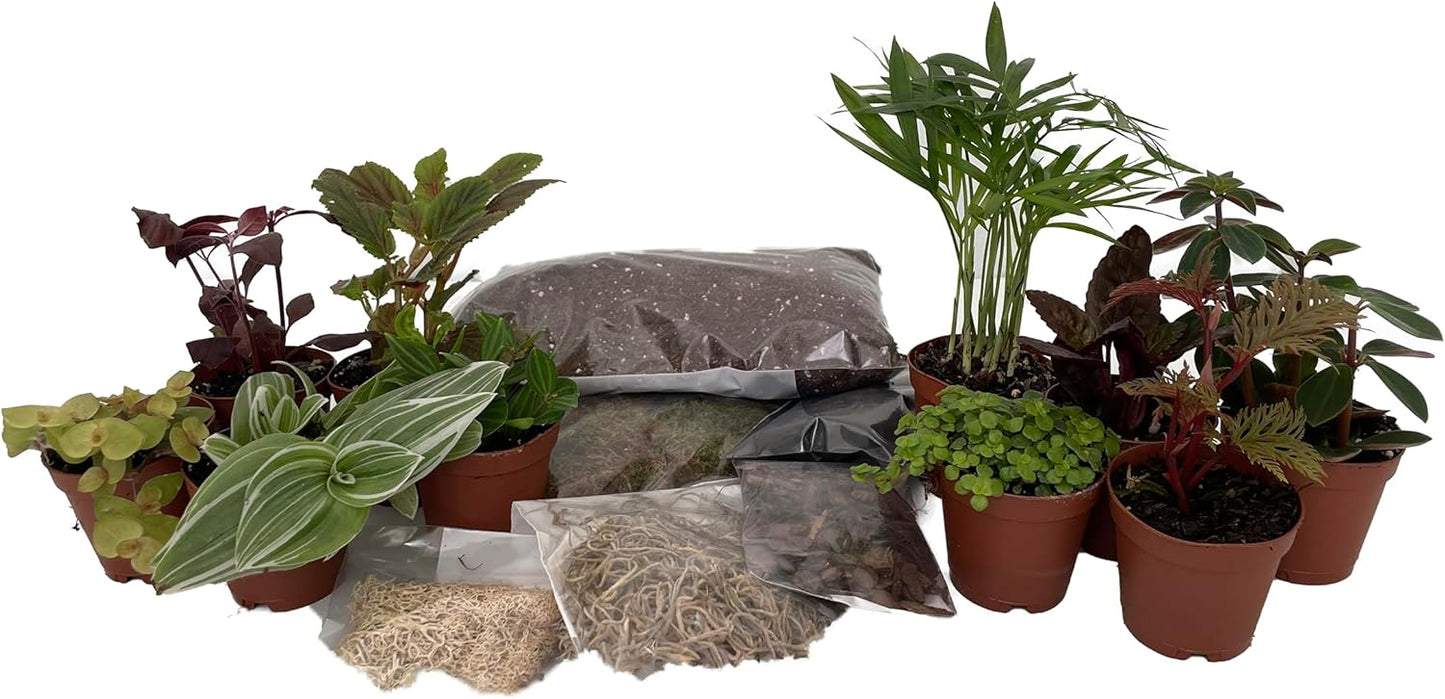 Hirt's Terrarium Kit with 10 Terrarium Plants in 2" Pots