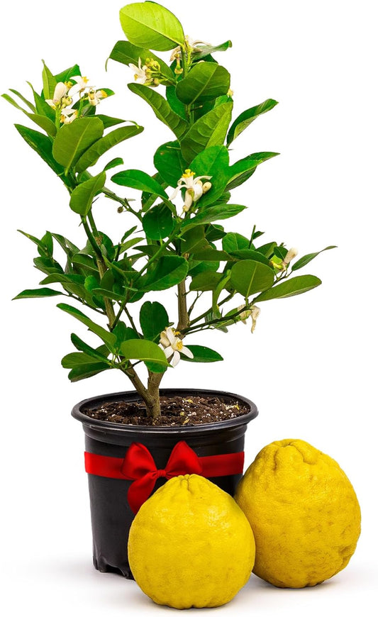 Ponderosa Lemon Patio Fruit Trees Live Plants 12-22" Tall - Dwarf Fruit Trees Live Plants Outdoor, Small Lemon Tree Cannot Ship: CA,AZ,TX,LA - Real Indoor Tree, Citrus Pot for Planting by Via Citrus