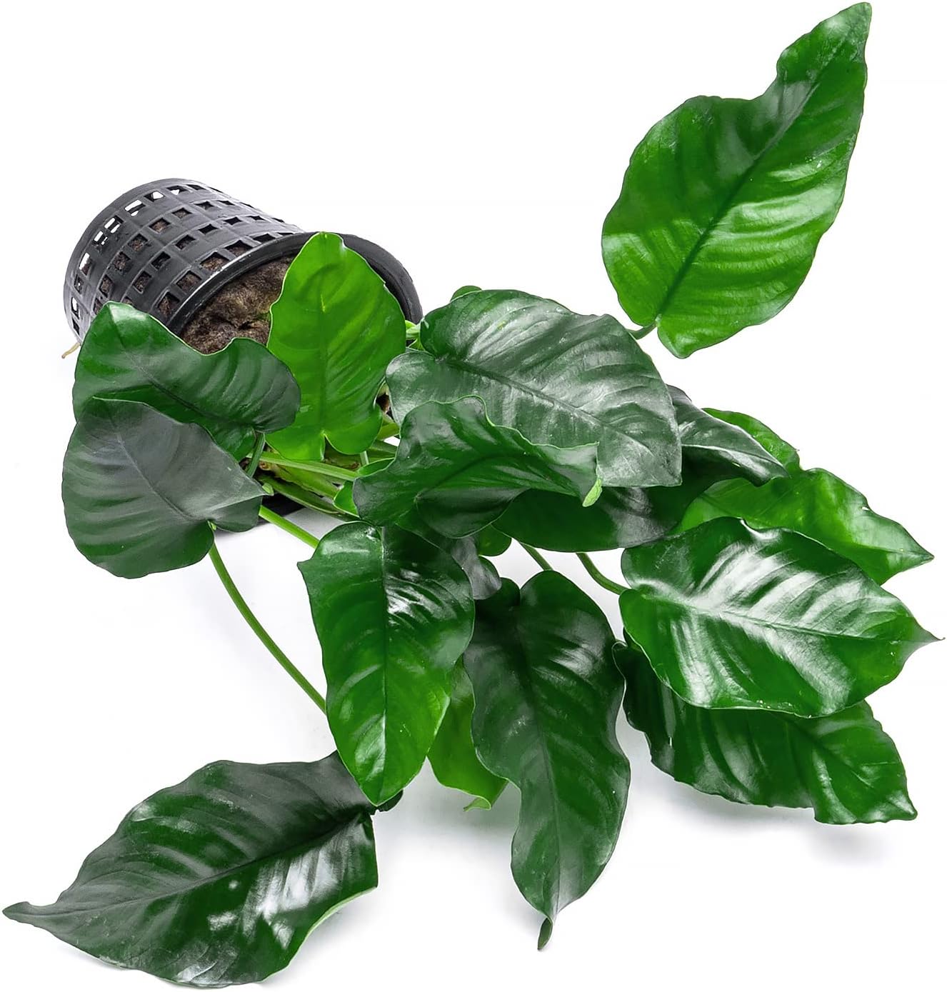 Anubias Live Aquarium Plants - Potted Freshwater Plant for Fish Tanks, Terrariums - Beginner Friendly Low Light (Nana, Mother Plant)