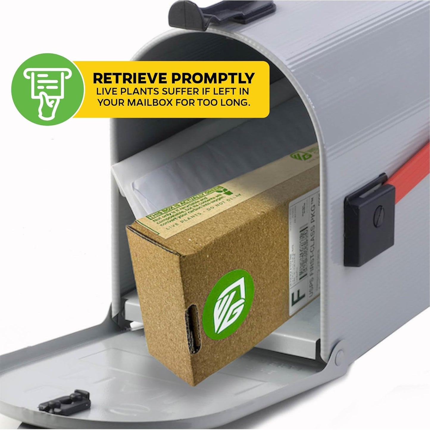 Chief Kubo's Prize South Sea Salad Tree (BeLe Tree) - Abelmoschus Manihot - Wellspring Gardens Starter Plant - Vegetable Plant Live - Ideal for Indoor & Outdoor Growing for Garden