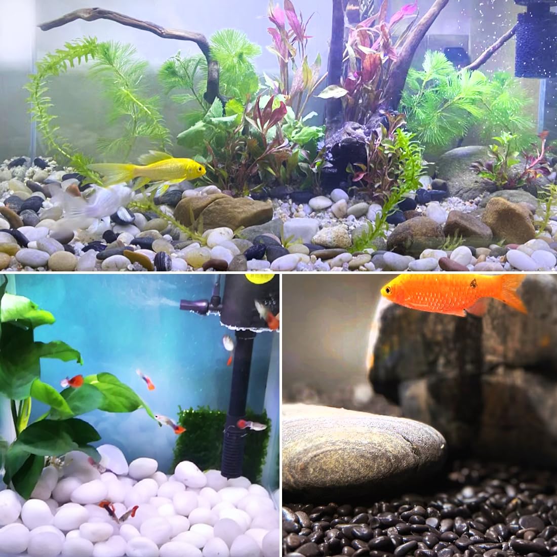 10lbs White River Rocks, 2-3 Inch Natural Pebbles for Indoor Plants, High Polished Decorative Stones Vase Filler Fish Tank Aquariums Landscaping Garden Outdoor and Indoor DIY