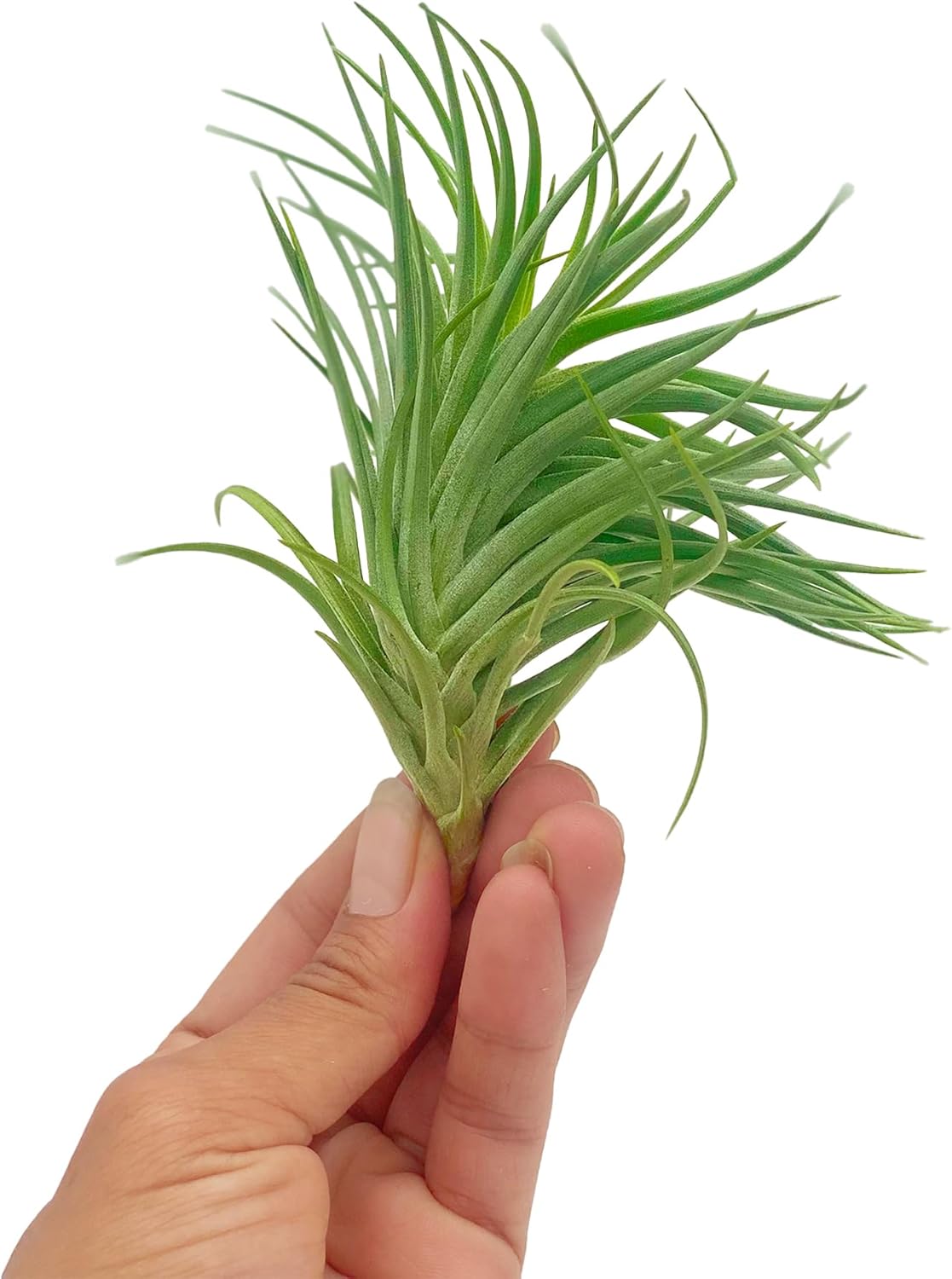 Air Plants - Flowering Tillandsia Pink Paske Large 5" - 1ct - Live Arrival Guaranteed - House Plants for Home Decor & Gift