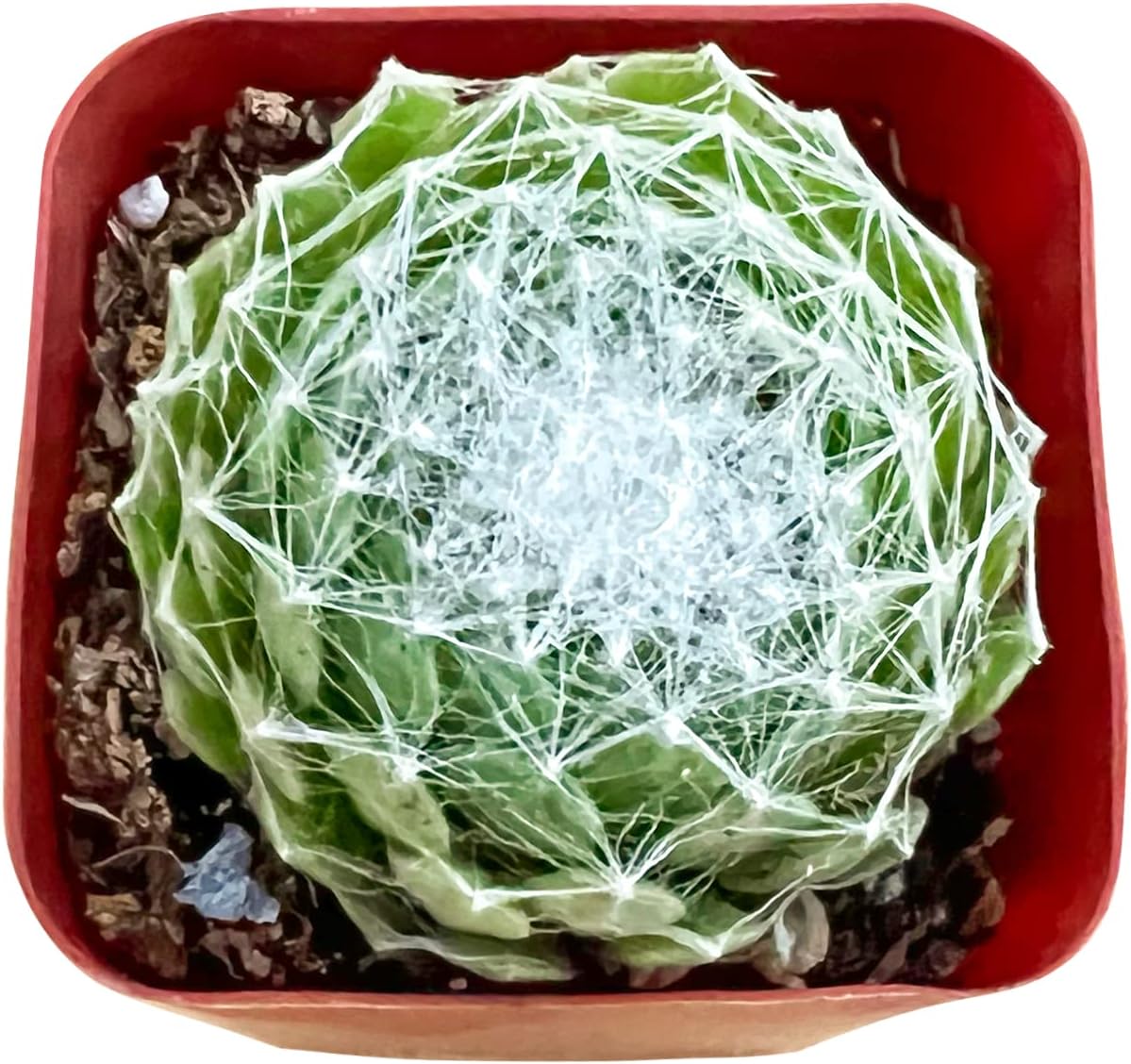 Sprout N Green Sempervivum arachnoideum, Live Succulent Fully Rooted in 2 inch Starter Pot, House Plant for Indoor Outdoor Home Office Wedding Decoration Party Favor