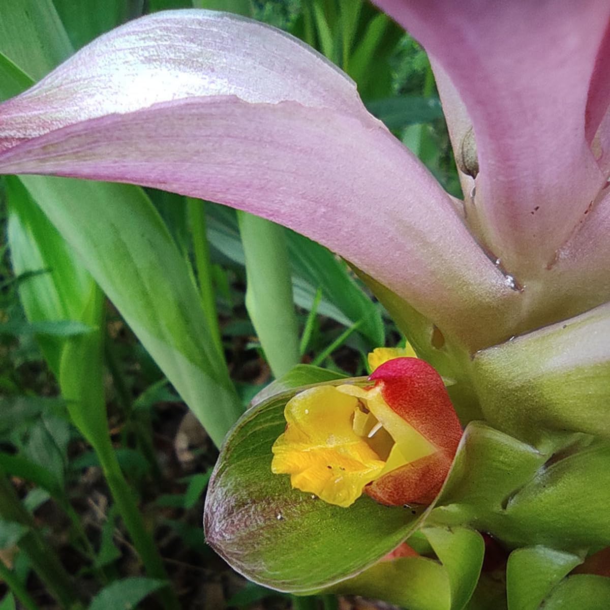 Green Turmeric Live Plant - (Curcuma aeruginosa) - Rare Medicinal Herb, Vibrant Pink Flowers, Ideal for Tropical Gardens (4 Green Turmeric Bags)