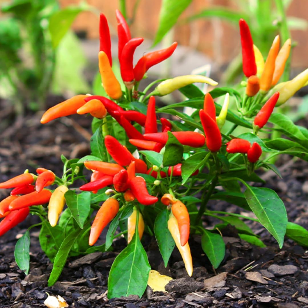 3 Hot Pequin Super Chili Pepper Plants Live in 2.5 Inch Pot for Planting Outdoor