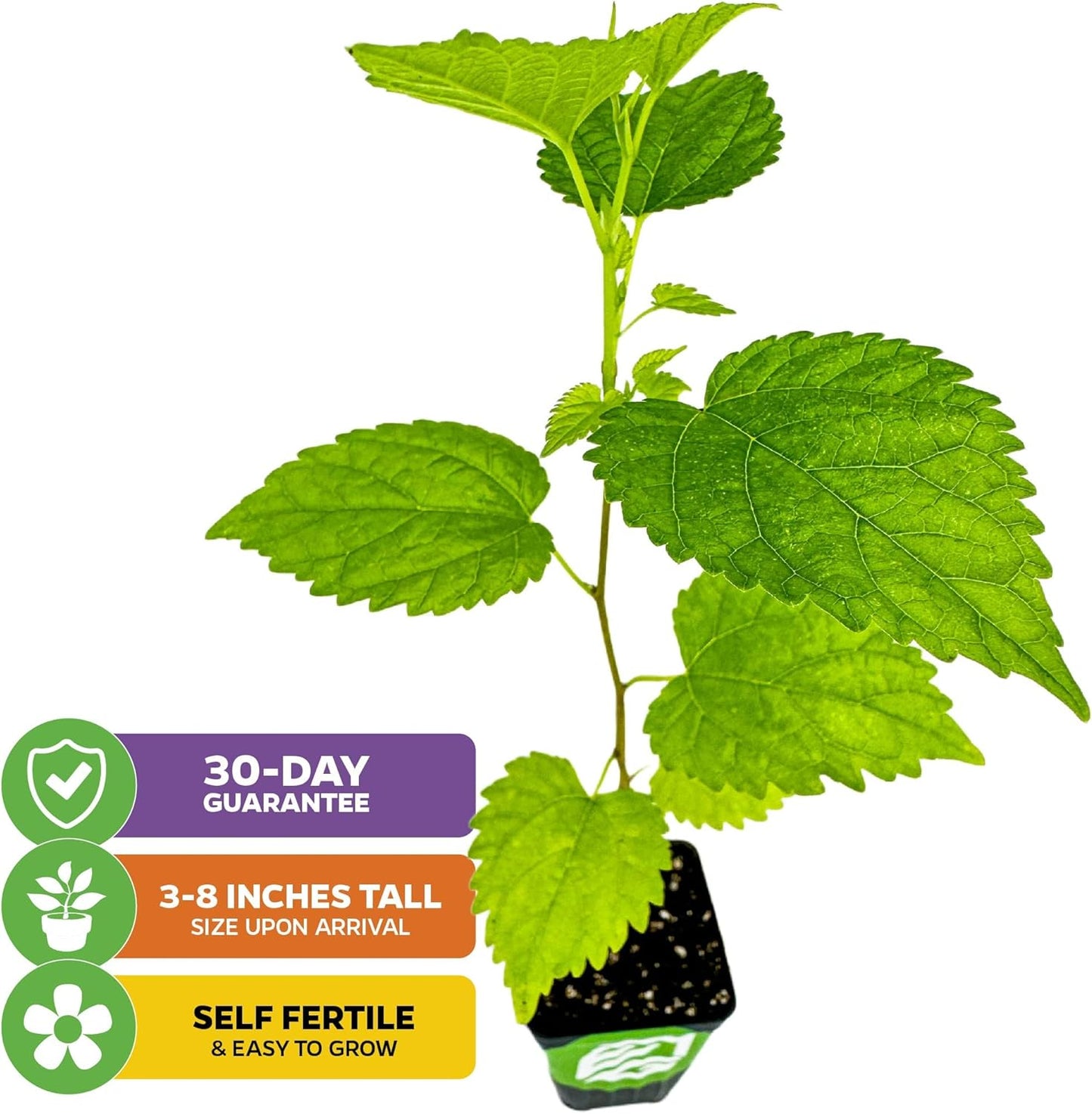 Dwarf Everbearing Black Mulberry Tree Live Plant – Morus nigra – Wellspring Gardens - Premium Fruit Tree for Indoor & Outdoor Planting – Ideal for Gardens, Patio, Landscaping, Bush & Berry Companion