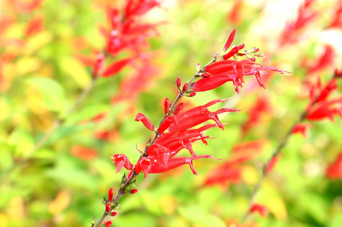 Organic Pineapple Sage Plant (Salvia elegans) in 2.5 inch Pot - Attracts Butterflies and Hummingbirds