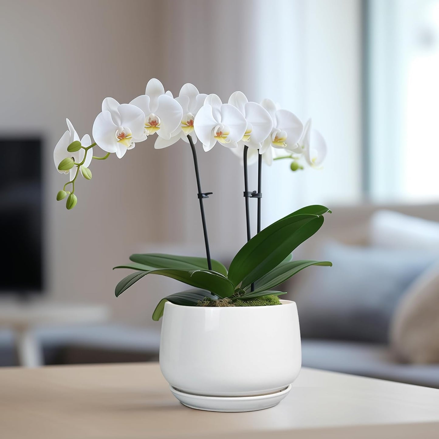 G EPGardening Ceramic Pots for Plants - 6 Inch Planter for Indoor Plants, Flower Pots with Drainage and Ceramic Tray, Modern Office Decor, Gifts for Plant Lovers, White