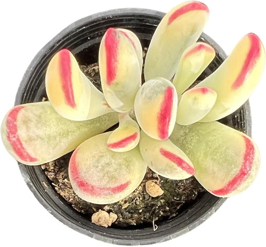 Sprout N Green Cotyledon Orbiculata cv. Long Leaf Variegated, Rare Live Succulent Plant Fully Rooted in 2" Planter with Soil, Home Office Indoor Outdoor Wedding Decoration DIY Projects Party Favor