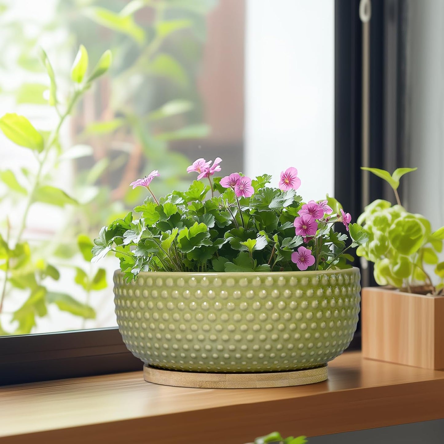 Bonsai Planter - 8 Inch Ceramic Succulent Pots with Drainage Hole and Saucer for Indoor Plants, Boho Shallow Round Planter Bowl, Desk Decor, Garden Lover Gifts, Green