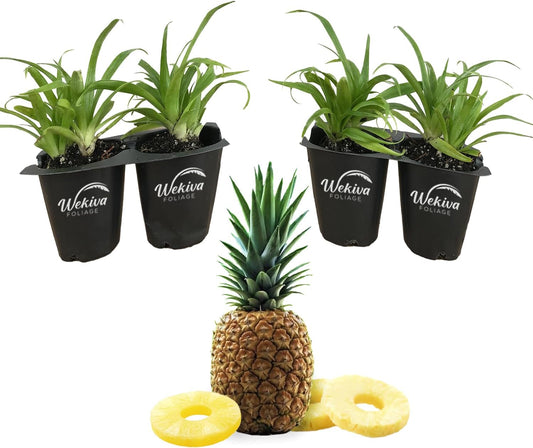 Pineapple Plant Variety Pack - 4 Live Starter Plants - Ananas Comosus - Grower's Choice - Edible and Fruit Bearing for Patio and Garden