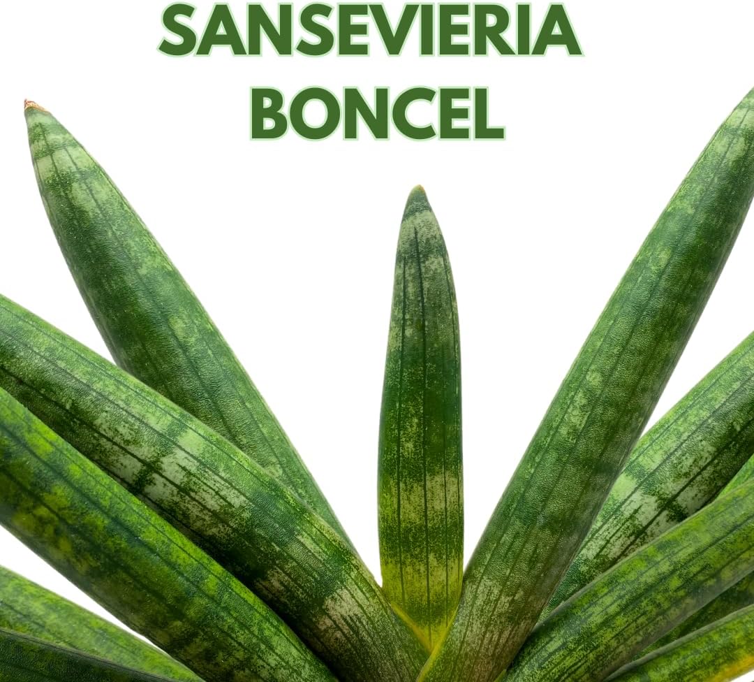 BubbleBlooms Sansevieria Boncel Starfish 6 inch Rare Snake Plant